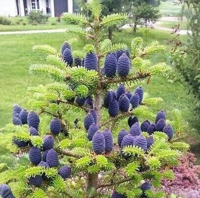 Korejas baltegle